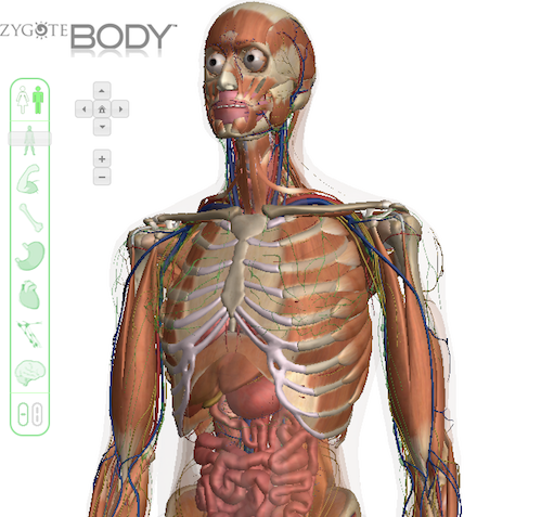 Human Body Anatomy Google